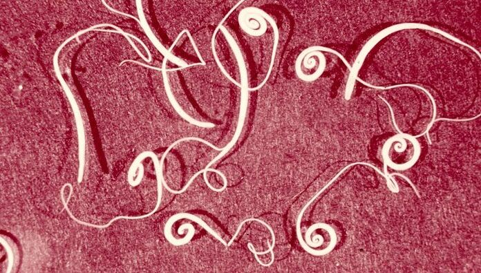 Trichinella