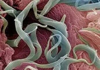 Príznaky a liečba parazitov v ľudskom tele