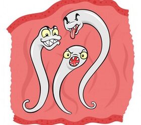 aké parazity môžu žiť v ľudskom tele